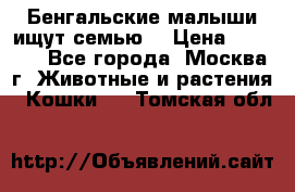 Бенгальские малыши ищут семью) › Цена ­ 5 500 - Все города, Москва г. Животные и растения » Кошки   . Томская обл.